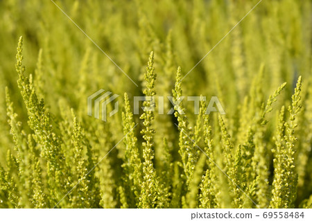 Common heather Common heather 69558484