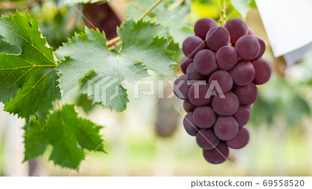 Mature Kyoho 69558520