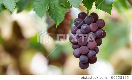 Mature Kyoho Mature Kyoho 69558525