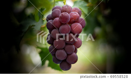 成熟的巨峰 69558528