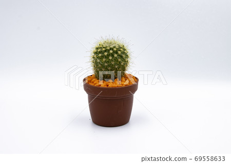 盆栽裡的仙人掌 盆栽裡的仙人掌 69558633