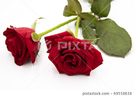 白色背景的紅玫瑰特寫 69558638
