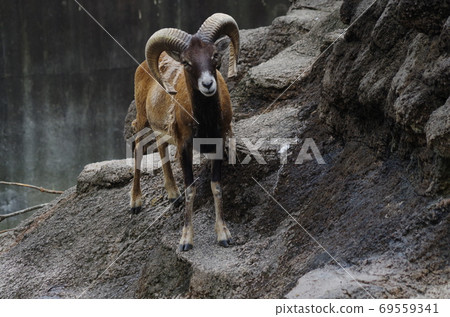 Mouflon boasts big horns 69559341