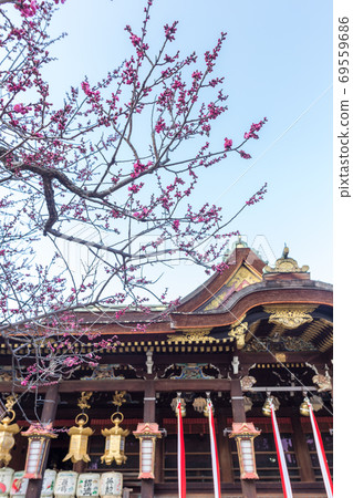 Kitano Tenmangu Shrine, National Treasure Main Hall and Red Plum in the Cloudy Sky 69559686
