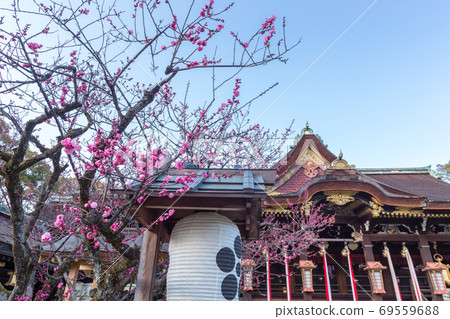 Kitano Tenmangu Shrine, National Treasure Main Hall and Red Plum in the Cloudy Sky Kitano Tenmangu Shrine, National Treasure Main Hall and Red Plum in the Cloudy Sky 69559688