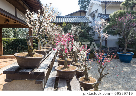 上寺寺，盛開的紅白相間李子 69559719