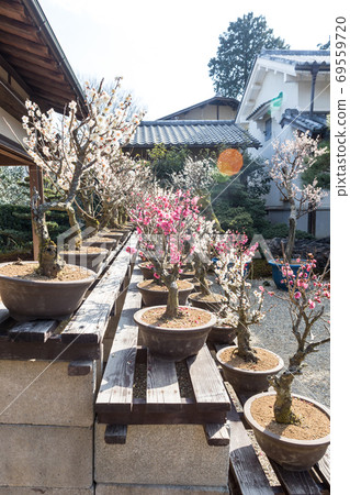上寺寺,盛開的紅白相間李子 上寺寺,盛開的紅白相間李子 69559720