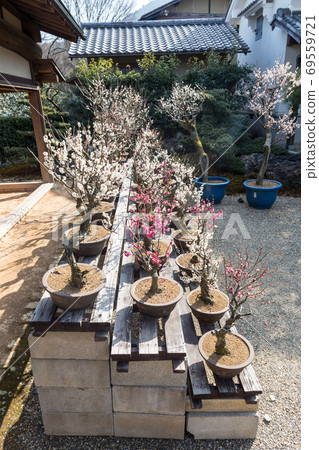 上寺寺,盛開的紅白相間李子 上寺寺,盛開的紅白相間李子 69559721