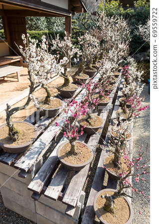 上寺寺,盛開的紅白相間李子 上寺寺,盛開的紅白相間李子 69559722