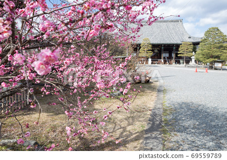 In early spring of Seiryoji Temple, you can see the red plum in front of the Tahoto and the main hall Shakado from a distance. 69559789