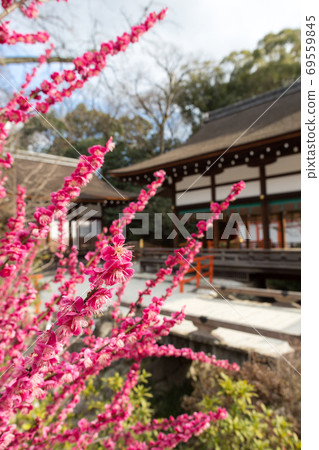 下鴨神社,御手洗河和橋電為背景的“ Korin no Ume” 下鴨神社,御手洗河和橋電為背景的“ Korin no Ume” 69559845