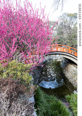 下鴨神社,御手洗川的“ Korin no Ume”和“ Rinbashi” 下鴨神社,御手洗川的“ Korin no Ume”和“ Rinbashi” 69559856