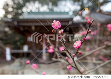 北野天滿宮，一之保神社和奇怪的靈魂神社的紅梅花 69559982