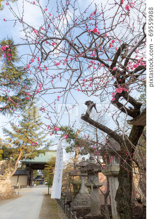 Kitano Tenmangu Shrine, the red plum in full bloom on the approach to the precincts 69559988