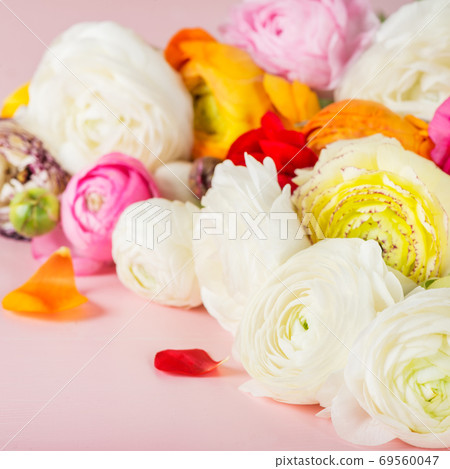 Ranunculus Buttercup Flowers of different colours 69560047