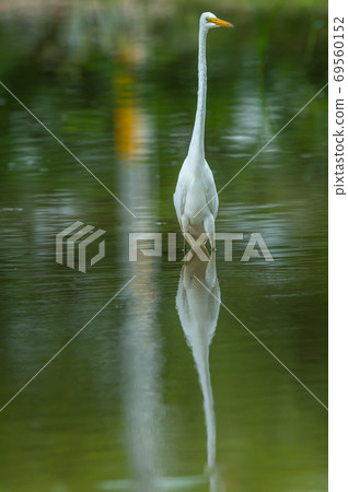 great egret closeup with reflection in a shallow water at keoladeo ghana national park or bharatpur bird sanctuary rajasthan india - ardea alba 69560152
