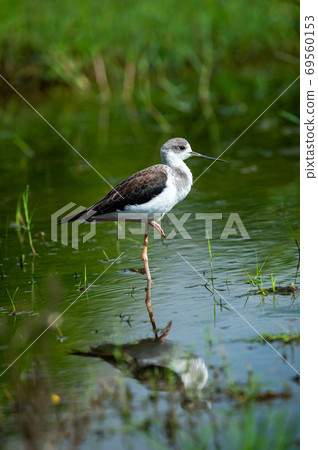 Black winged stilt or Himantopus himantopus portrait with reflection in water on one leg in natural green background at keoladeo ghana national park or bharatpur bird sanctuary rajasthan india Black winged stilt or Himantopus himantopus portrait with reflection in water on one leg in natural green background at keoladeo ghana national park or bharatpur bird sanctuary rajasthan india 69560153
