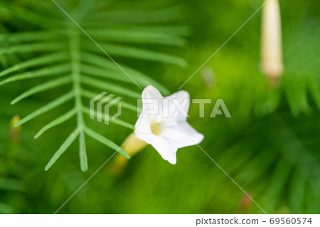 Rukosou,Hirugao家族,Kuamokurit屬 Rukosou,Hirugao家族,Kuamokurit屬 69560574