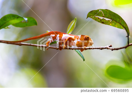 Parson's chameleon, Madagascar Wildlife 69560895