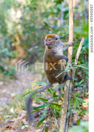 Eastern lesser bamboo lemur (Hapalemur griseus) Eastern lesser bamboo lemur (Hapalemur griseus) 69560897