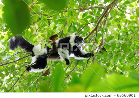 Black-and-white ruffed lemur, Madagascar wildlife 69560901
