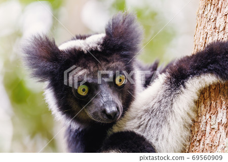 Black and white Lemur Indri on tree Black and white Lemur Indri on tree 69560909