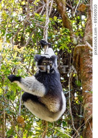 Black and white Lemur Indri on tree Black and white Lemur Indri on tree 69560910