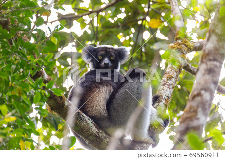Black and white Lemur Indri on tree 69560911