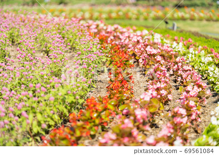 Flowerbed in September, taken on 9/15 Flowerbed in September, taken on 9/15 69561084