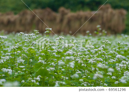 Buckwheat field 69561296