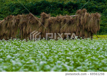 Buckwheat field 69561298