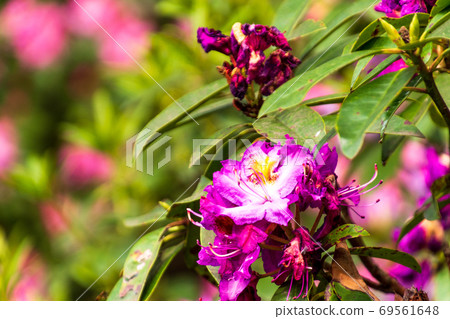 Purple rhododendron [plants / flowers] that blooms in warm spring 69561648