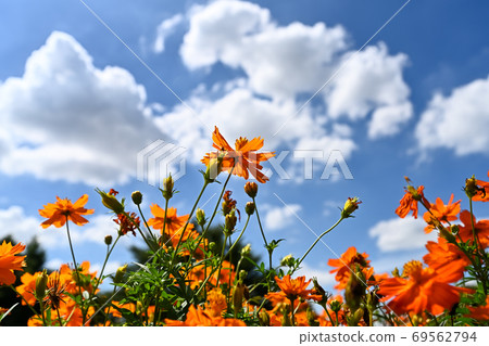 Kibana cosmos and the blue sky 69562794