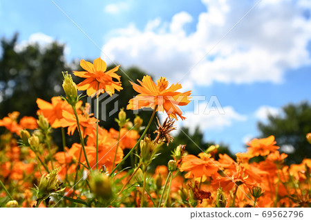 Kibana cosmos and the blue sky Kibana cosmos and the blue sky 69562796