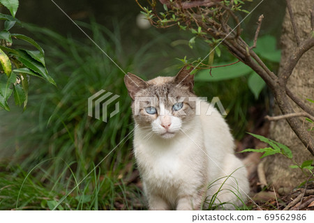 Cat staring at Siamese 69562986