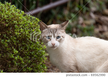 Cat staring at Siamese 69562990