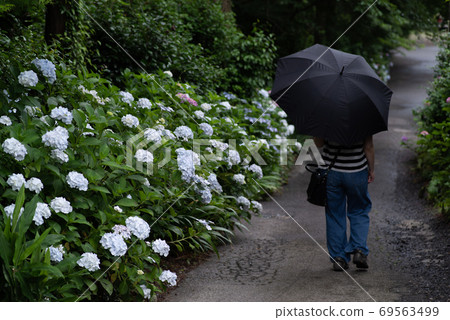 雨天去看繡球花 雨天去看繡球花 69563499