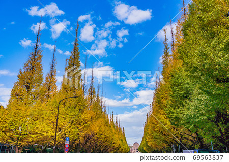 (Tokyo) Jingu Gaien Ginkgo Trees Yellow Leaves 69563837