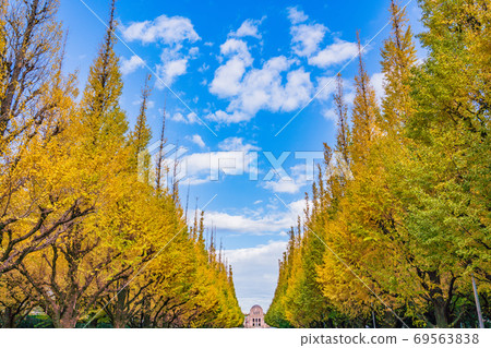 (Tokyo) Jingu Gaien Ginkgo Trees Yellow Leaves 69563838