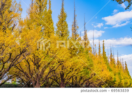 (Tokyo) Jingu Gaien Ginkgo Trees Yellow Leaves 69563839
