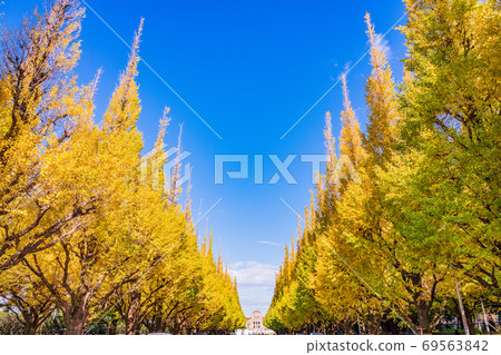 (Tokyo) Jingu Gaien Ginkgo Trees Yellow Leaves 69563842