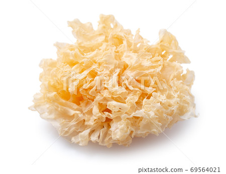 白木耳 銀耳 雪耳 snow fungus white jelly mushroom シロキクラゲ 白木耳 銀耳 雪耳 snow fungus white jelly mushroom シロキクラゲ 69564021
