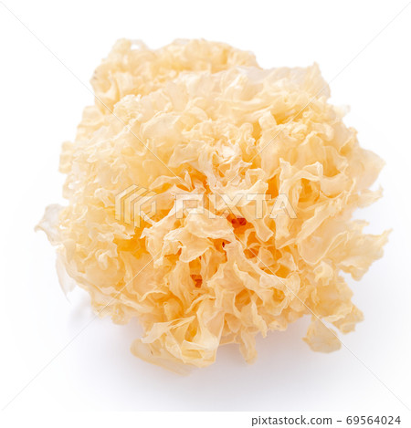 白木耳 銀耳 雪耳 snow fungus white jelly mushroom シロキクラゲ 69564024