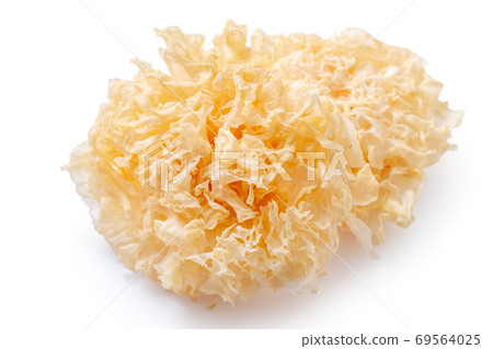 白木耳 銀耳 雪耳 snow fungus white jelly mushroom シロキクラゲ 69564025