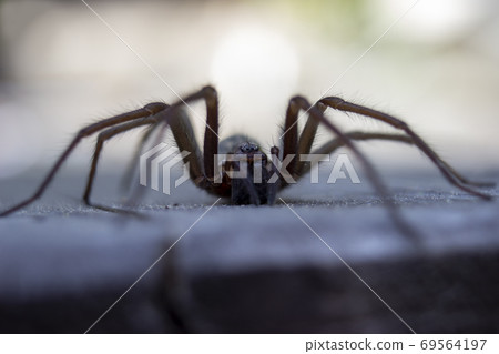 Giant house spider eratigena artica on wood 69564197