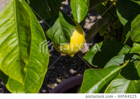 Detail of a yellow lemon on a tree 69564225