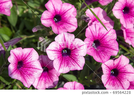 Detail of beautiful pink petunias in the garden 69564228