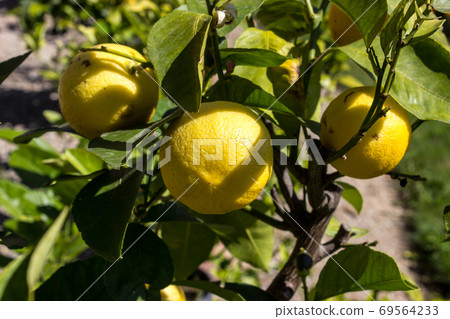 Close-up of yellow lemons on a tree in sunlight 69564233