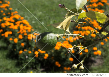 Close-up of a green lemon on a tree 69564235