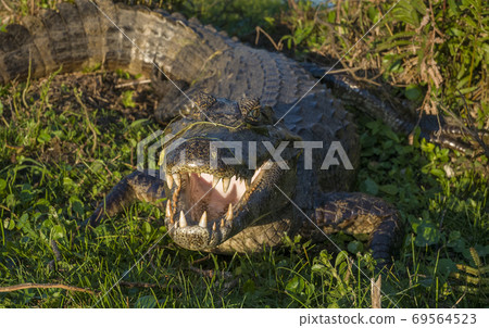 Black caiman.south america Black caiman.south america 69564523
